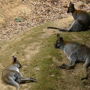 Wings Wildlife Park - Gunns Plains, Tasmaina