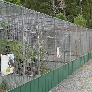 Wings Wildlife Park - Gunns Plains, Tasmaina