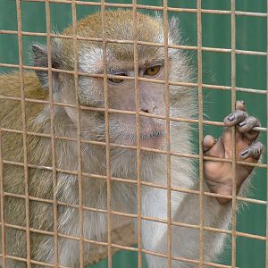 Wings Wildlife Park - Gunns Plains, Tasmaina