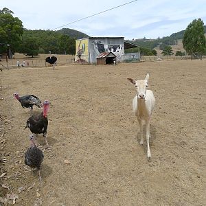 Wings Wildlife Park - Gunns Plains, Tasmaina
