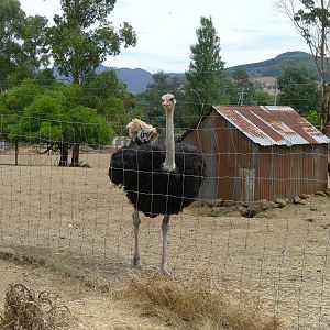 Wings Wildlife Park - Gunns Plains, Tasmaina