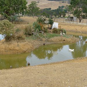 Wings Wildlife Park - Gunns Plains, Tasmaina