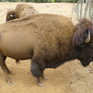 Wings Wildlife Park - Gunns Plains, Tasmaina