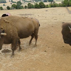 Wings Wildlife Park - Gunns Plains, Tasmaina