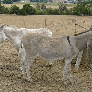 Wings Wildlife Park - Gunns Plains, Tasmaina