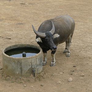 Wings Wildlife Park - Gunns Plains, Tasmaina