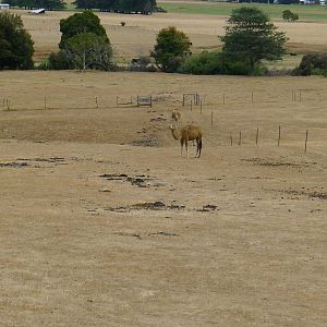 Wings Wildlife Park - Gunns Plains, Tasmaina