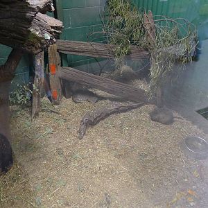 Wings Wildlife Park - Gunns Plains, Tasmaina