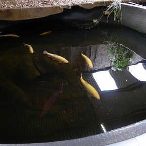 Wings Wildlife Park - Gunns Plains, Tasmaina