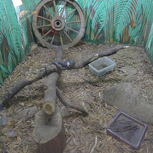 Wings Wildlife Park - Gunns Plains, Tasmaina