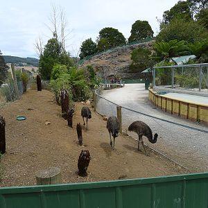 Wings Wildlife Park - Gunns Plains, Tasmaina