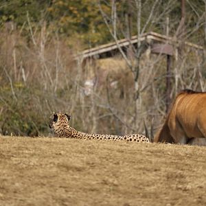 Cheetah and eland, February 2016.