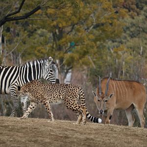 Cheetah and hoofstock, February 2016.