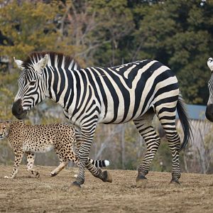 Cheetah and zebras, February 2016.