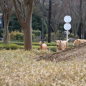 Statues outside the zoo, February 2016.