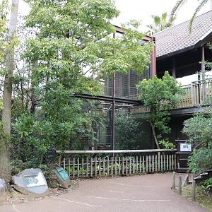 Rothschild's mynah aviary, February 2016.