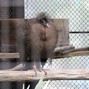 Crested argus, February 2016.