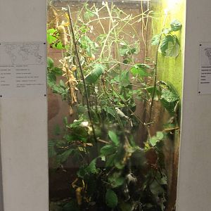 Enclosure Extatosoma tiaratum