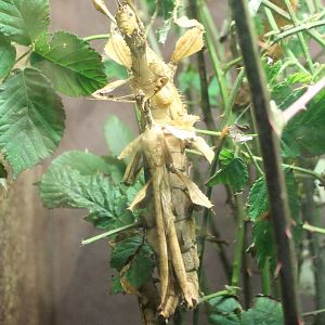 Mating Extatosoma tiaratum