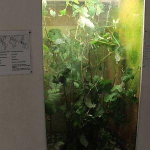 Enclosure Phamadia acanthopus