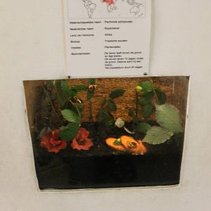 Enclosure Pachnoda ephippuata