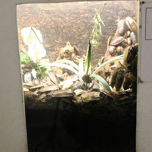 Cockroach enclosure