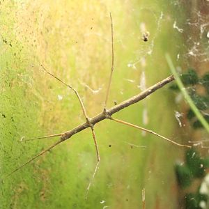 Baculum extradentatum