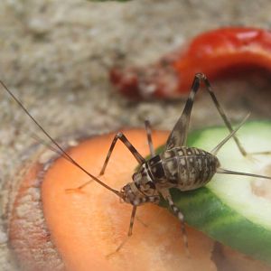 Cave cricket