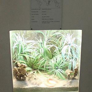 Enclosure Cave cricket