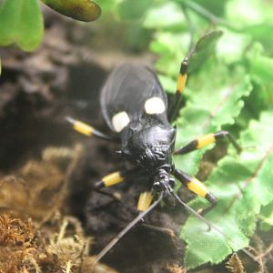 Platymeris biguttata