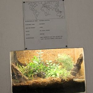 Enclosure Platymeris biguttata