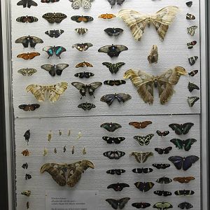 Butterfly display