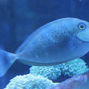 Surgeonfish - Naso lopezi