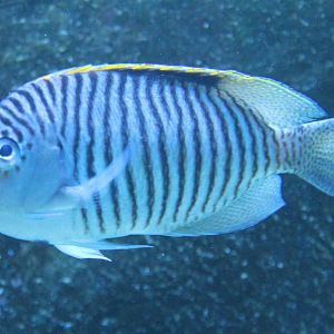 Genicanthus caudovittatus