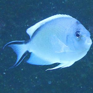 Genicanthus caudovittatus