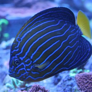 blue-striped angel fish