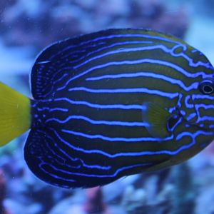 blue-striped angel fish