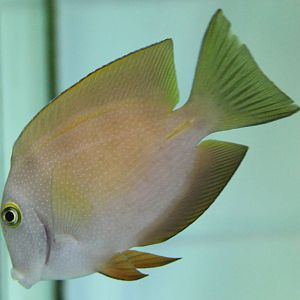 Squaretailed Bristletooth (Ctenochaetus truncatus)