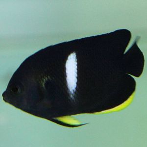 keyhole angelfish (Centropyge tibicen)