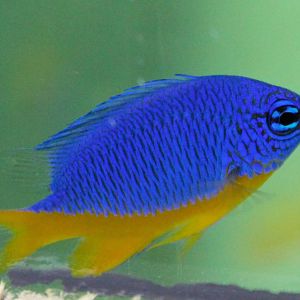 Neon Damsel (Pomacentris coelestis)