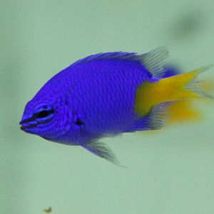 Yellowtail damsel - Chrysiptera parasema