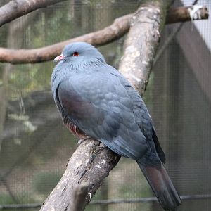 New Caledonia Imperial Pigeon, February 2016