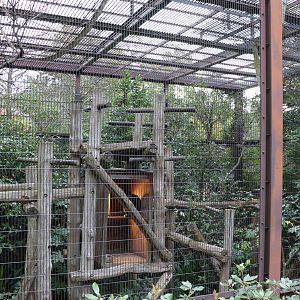 Pileated gibbon enclosure, February 2016