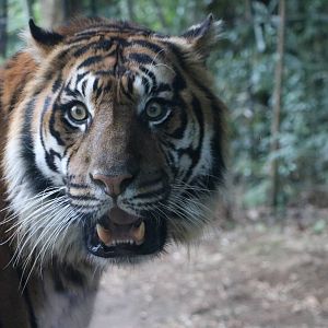 Sumatran tiger, February 2016