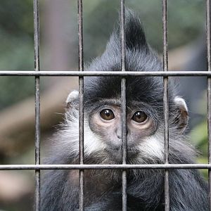 Baby Francois langur, February 2016
