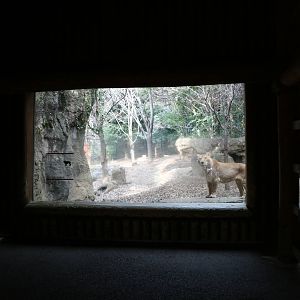 Indian lion viewing shelter, February 2016