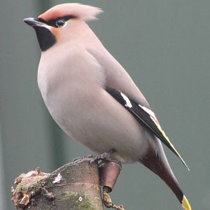 Media 'European waxwing' in category 'Vogelrevalidatiecentrum Zundert'