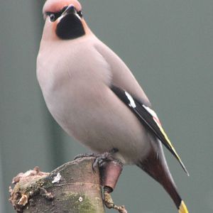 European waxwing
