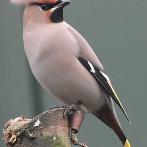 European waxwing