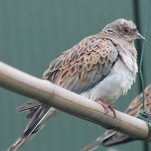Turtle dove